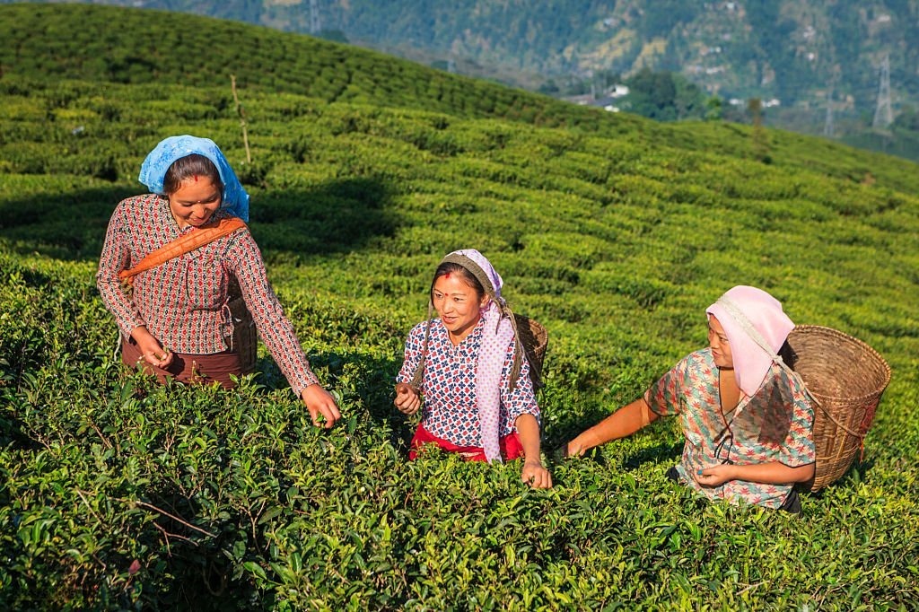 Amazing Darjeeling Tour Package 2 Nights 3 Days | 30% Discount, Book Now